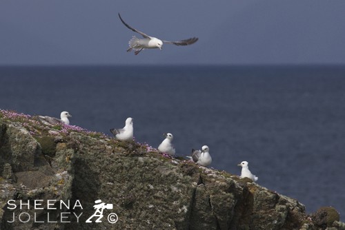Fulmar Colony.jpg - Like other petrels, the walking ability of the Fulmar is limited, but they are strong fliers, with a stiff wing action quite unlike the gulls. It glides masterfully in wind and soars on cliffs with almost straight wings. To watch a Fulmar in flight was in complete contrast to the nesting colony of heavy bodied squatting birds defending their territory on the cliffs.This shot was taken on the cliffs of Innishbofin Island off the Galway coast in Ireland